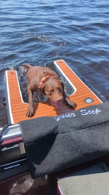 Rampa de cachorro portátil ajustável dobrável Rampa de doca de cachorro inflável Escada Animais de estimação Rampa de cachorro para piscinas, lagos, barcos e docas