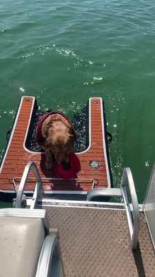 Rampa de cachorro portátil ajustável dobrável Rampa de doca de cachorro inflável Escada Animais de estimação Rampa de cachorro para piscinas, lagos, barcos e docas